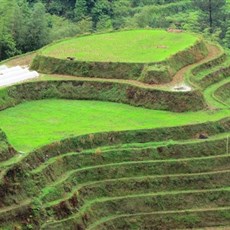 Dragon's Backbone rice terraces